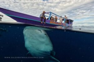 Unique whale shark vacation package