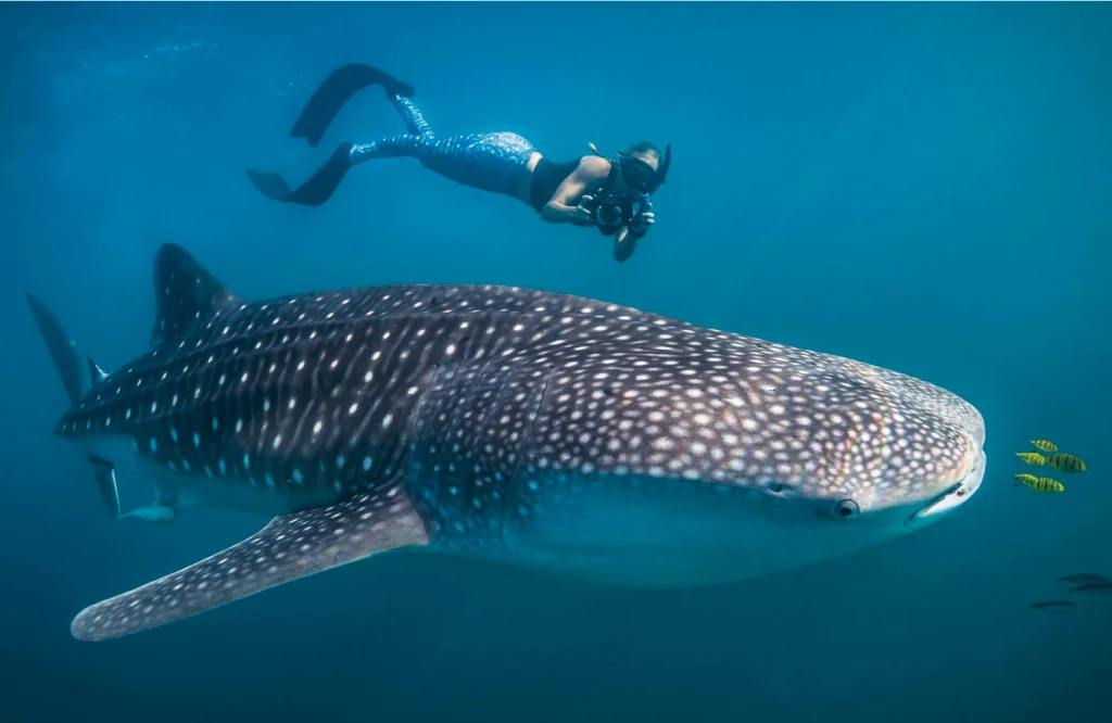 Best Place to Swim with Whale Sharks Multi Day