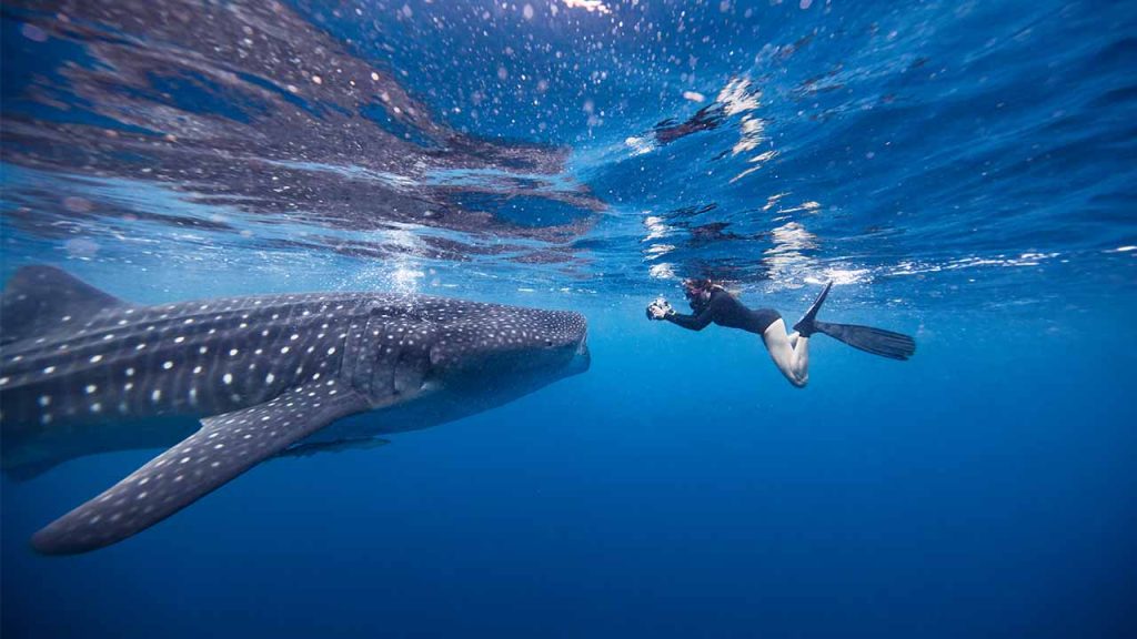 Boat Trip Sumbawa Whale Shark Snorkeling