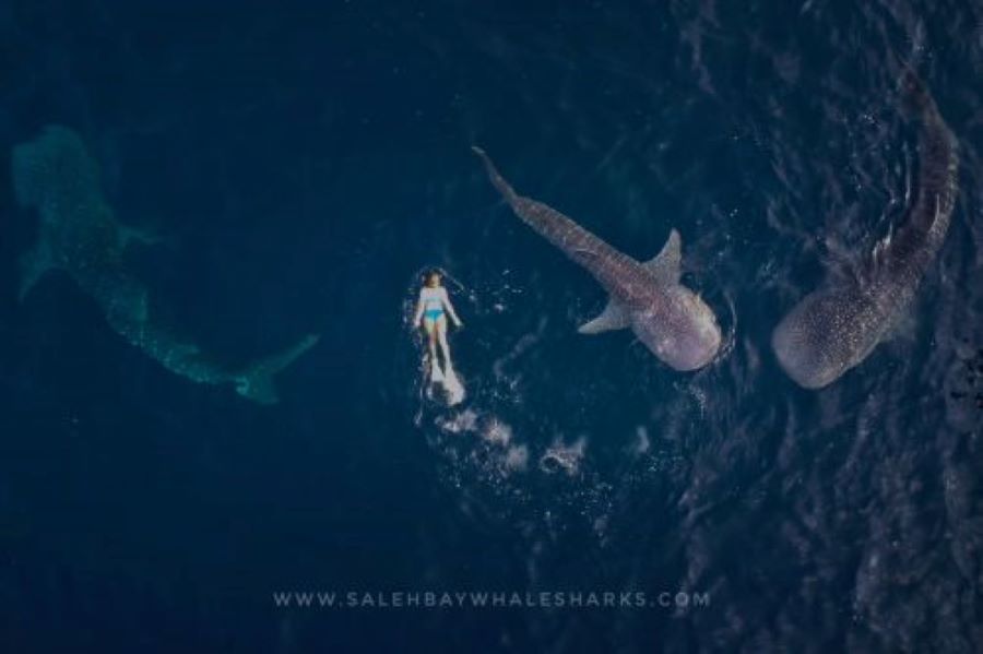 Family Friendly Whale Shark Tour