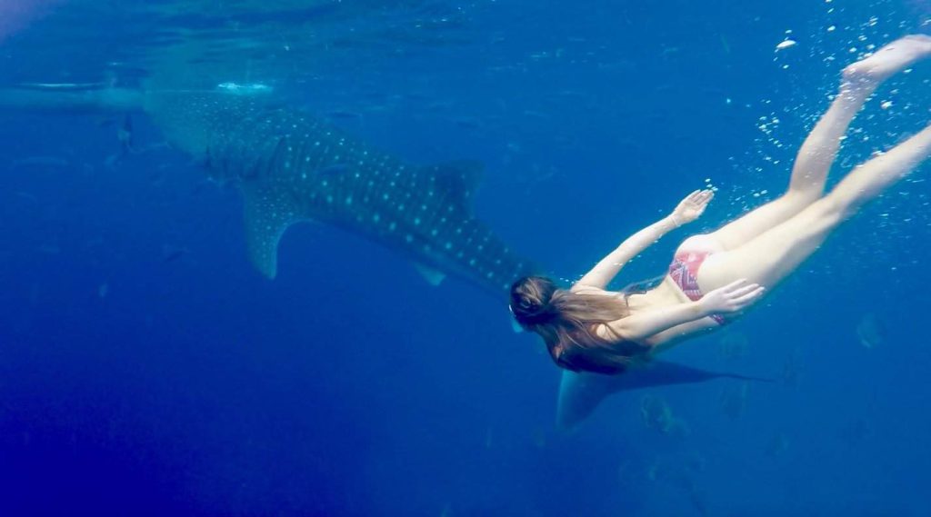 Full Day Whale Shark Encounter