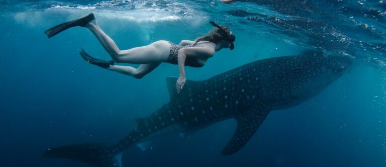 Full Day Whale Shark Encounter