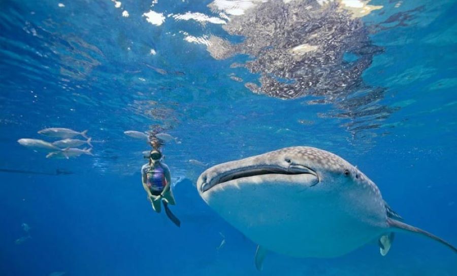 Full Day Whale Shark Excursion