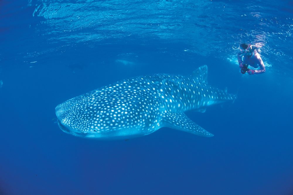 Luxury Whale Shark Adventure