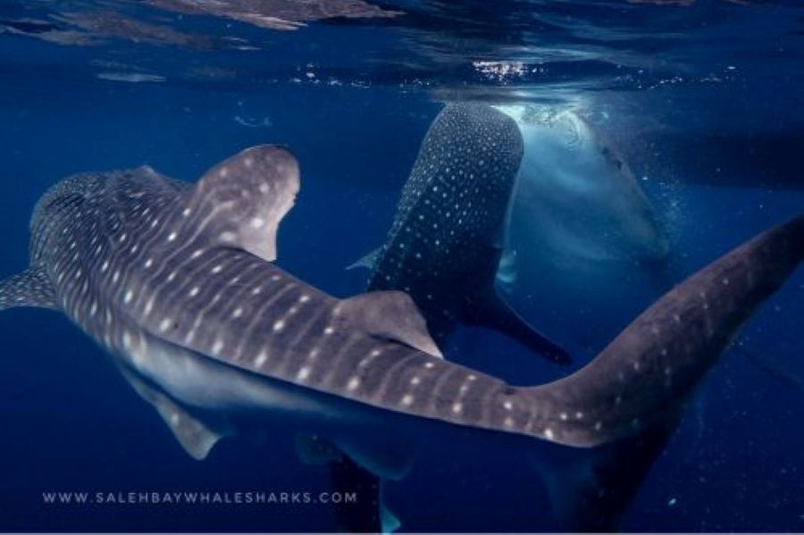 Multi Day Whale Shark Diving