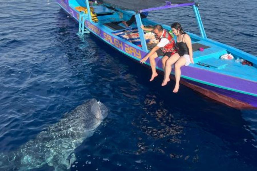 Multi Day Whale Shark Diving