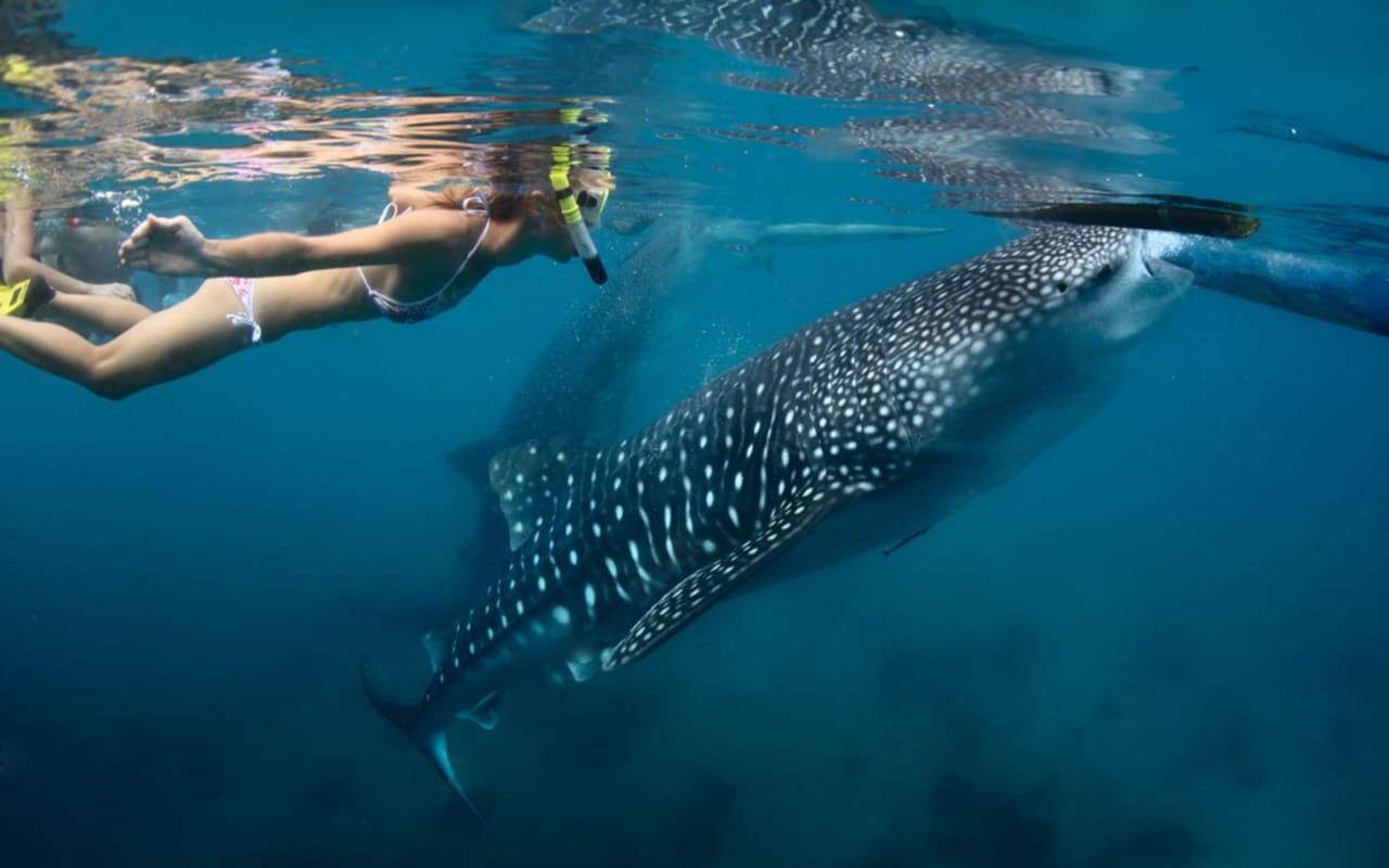 Photography Whale Shark Tour