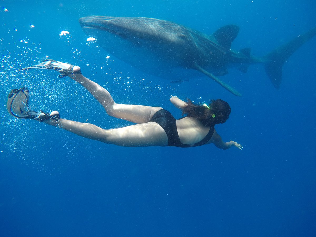 Photography Whale Shark Tour