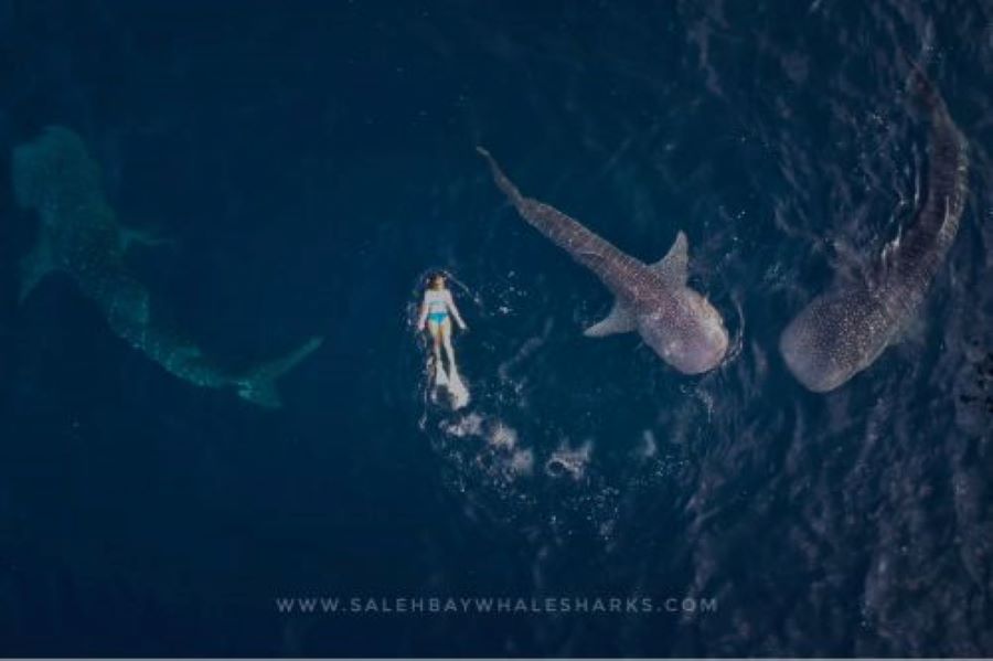 Sumbawa Whale Shark Snorkeling Private