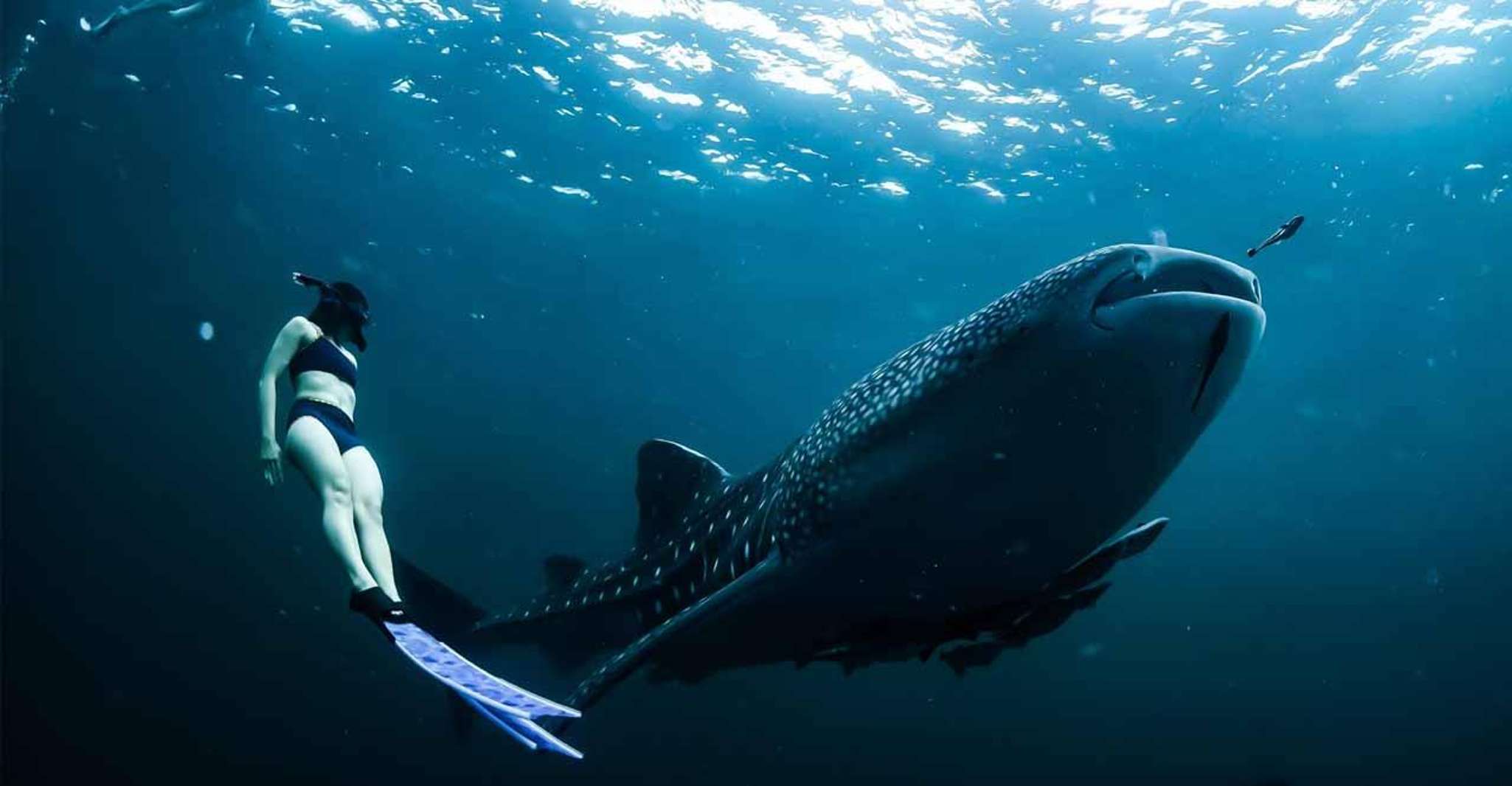 Sumbawa Whale Shark Snorkeling Private