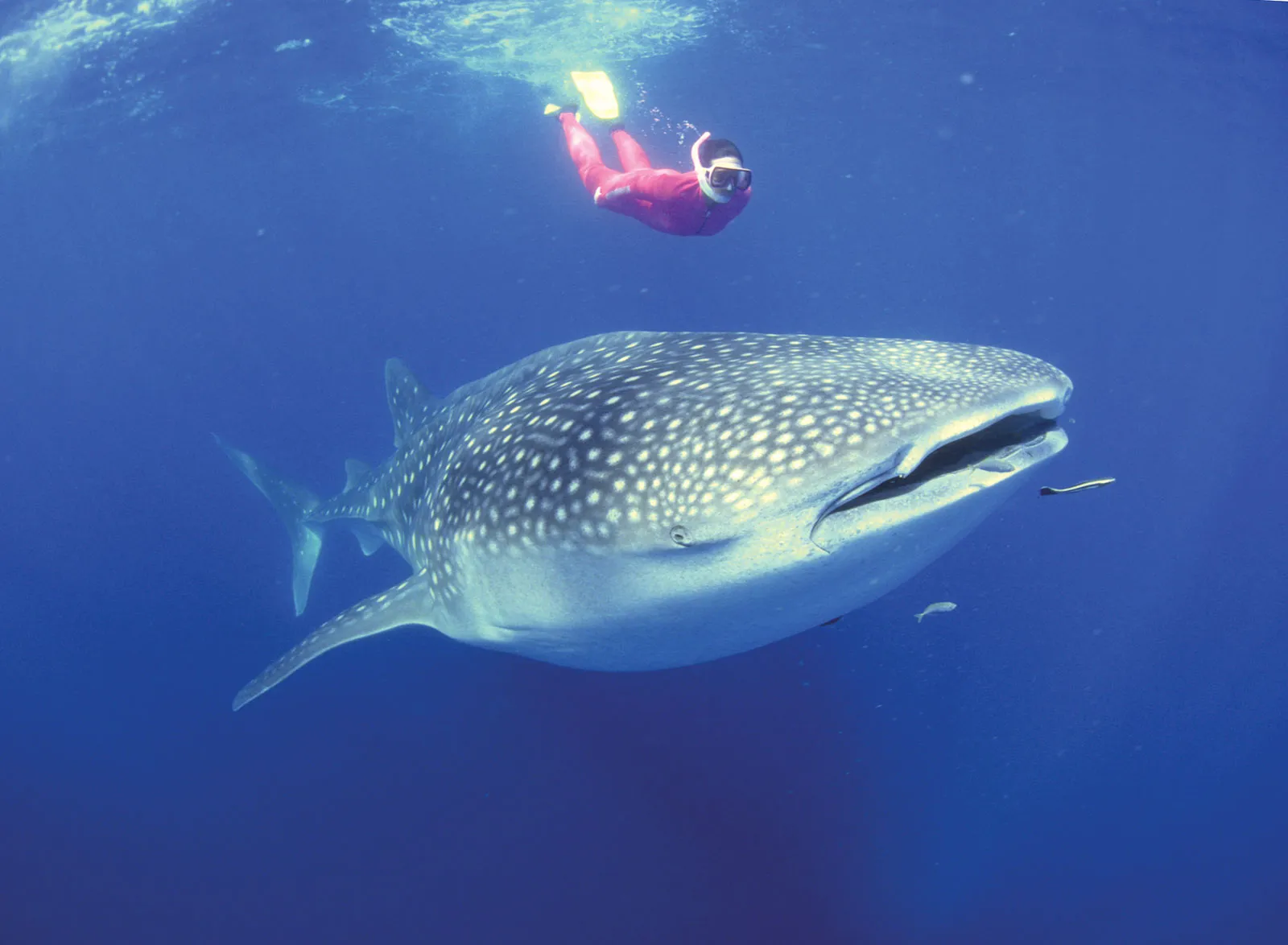 Whale Shark Coastal Trip