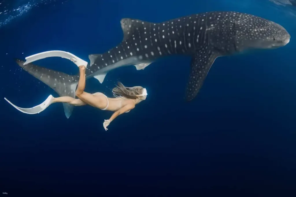 Whale Shark Fun Tour