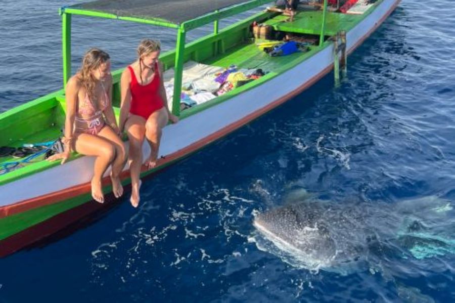 Whale Shark Tour Sumbawa Family Friendly