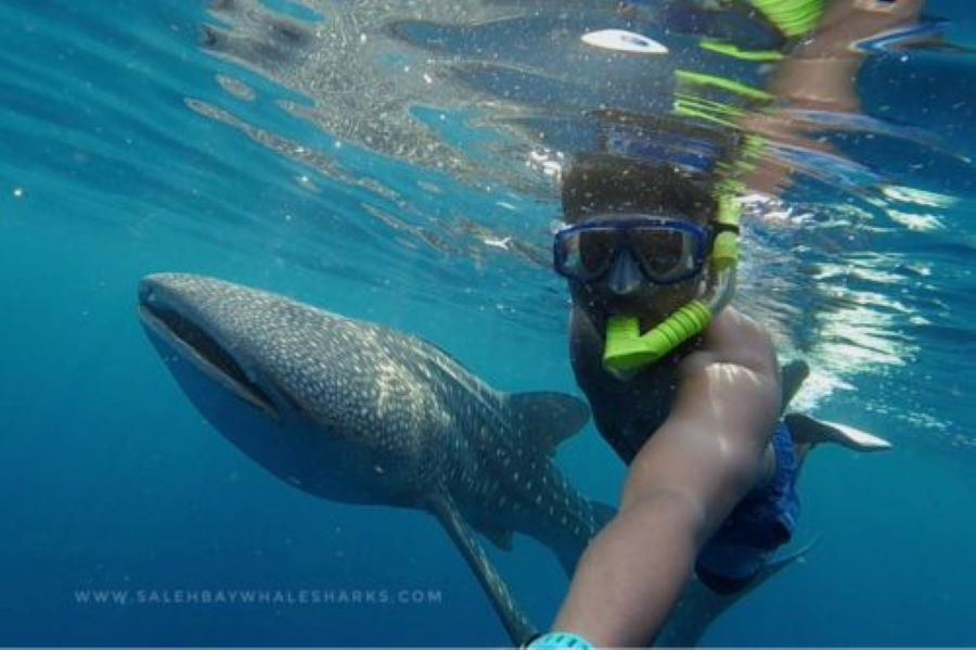 Whale Shark Tour Sumbawa Shallow Water