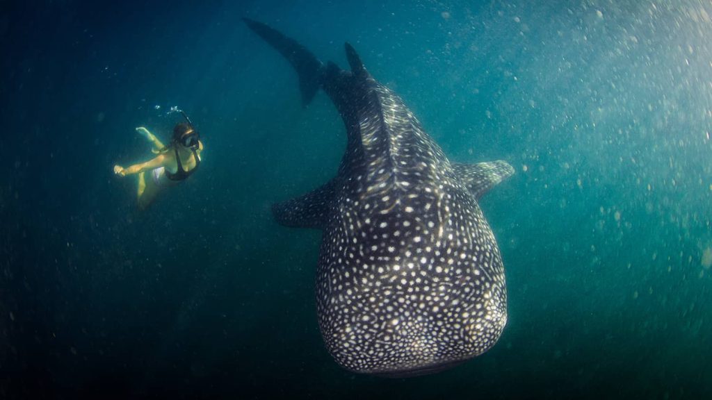 whale shark tour boat trip