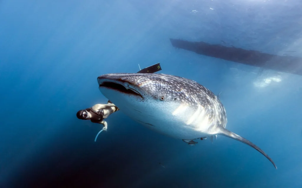 Deep Water Whale Shark Adventure