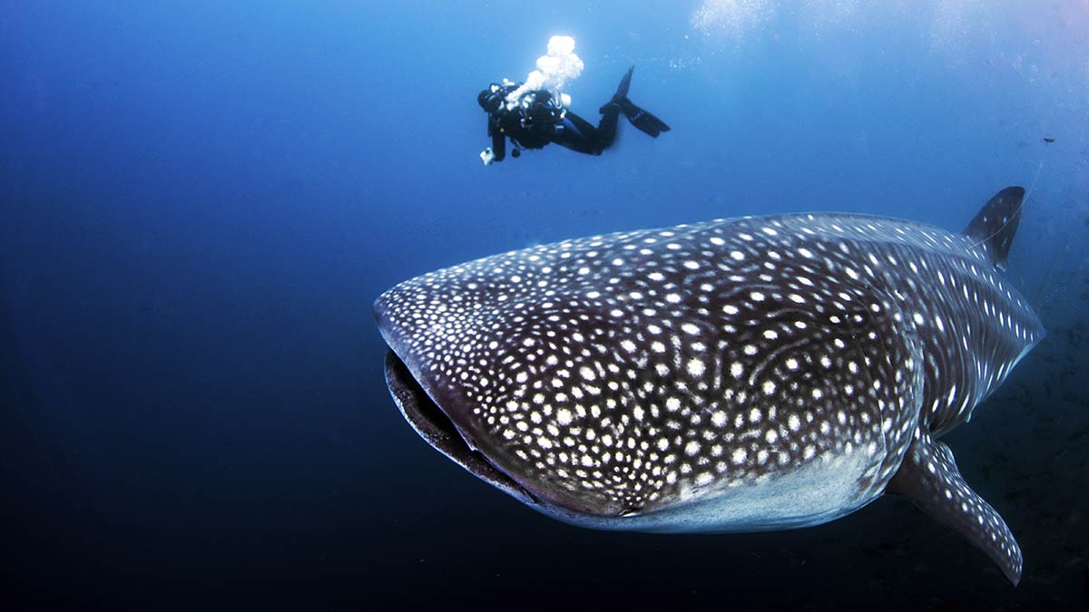 Deep Water Whale Shark Adventure