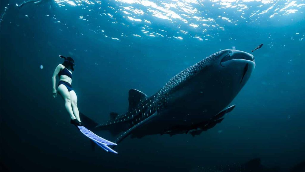 Diving in Saleh Bay How to Go For