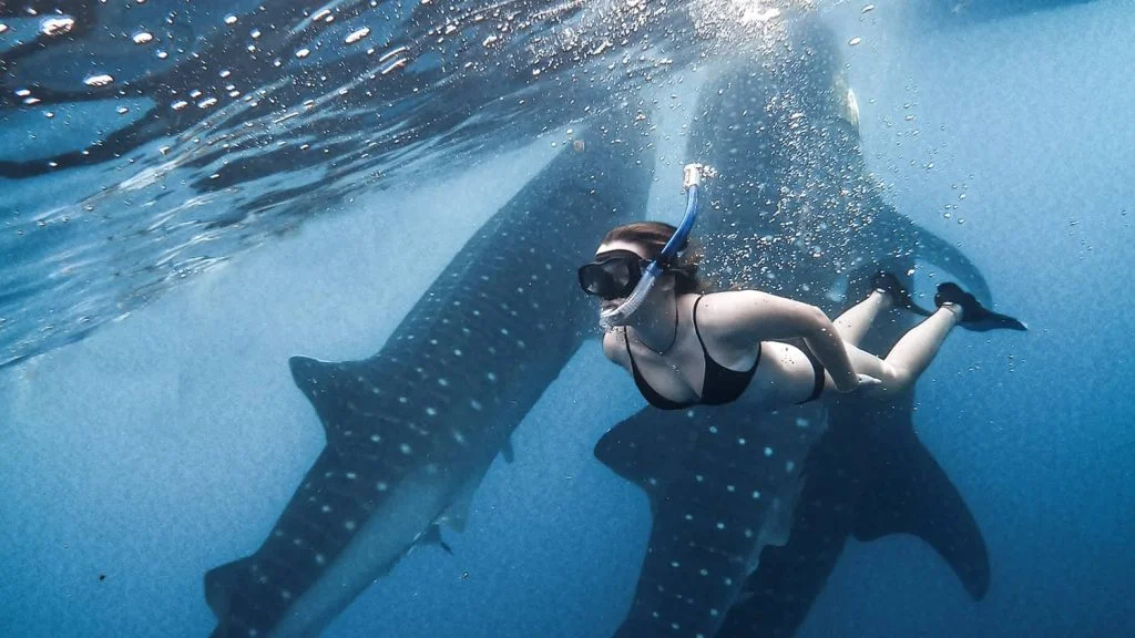 Unguided Whale Shark Encounter