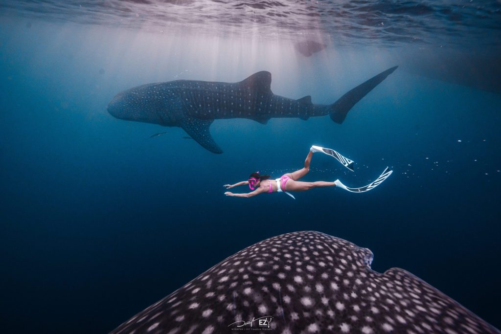 Unguided Whale Shark Encounter