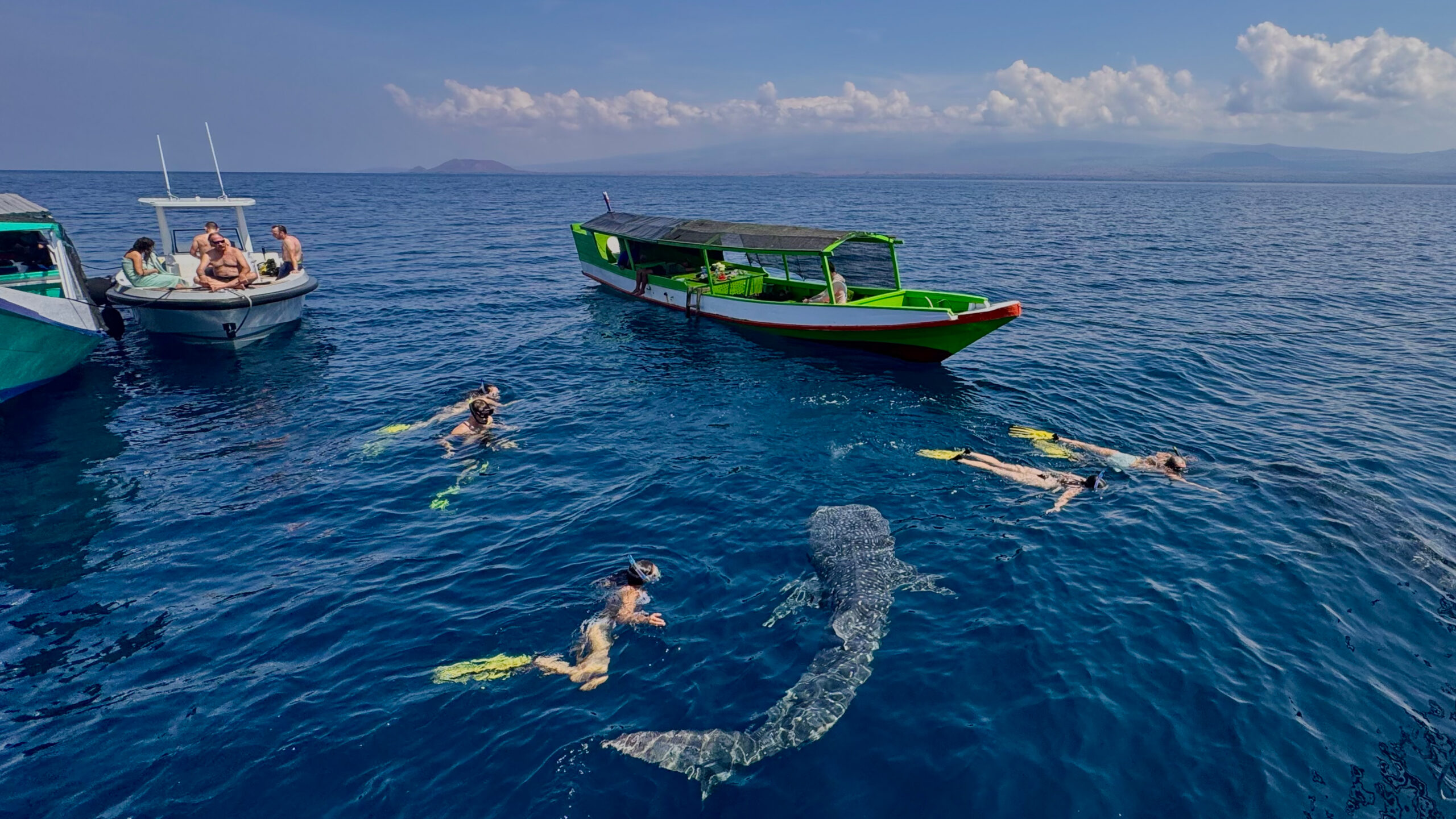 Unguided Whale Shark Encounter