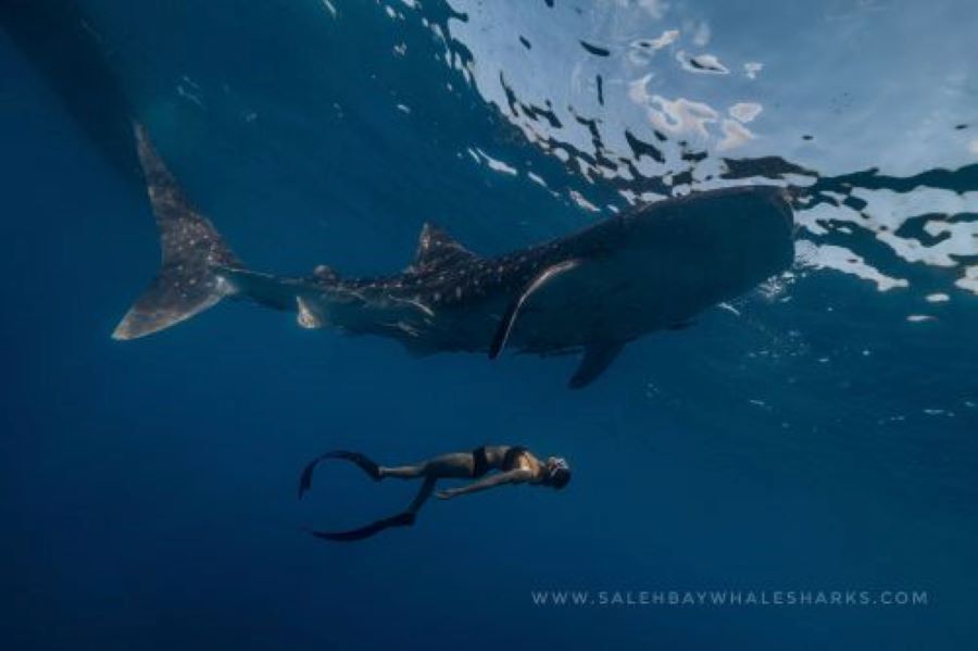 Whale Shark Diving Deep Water