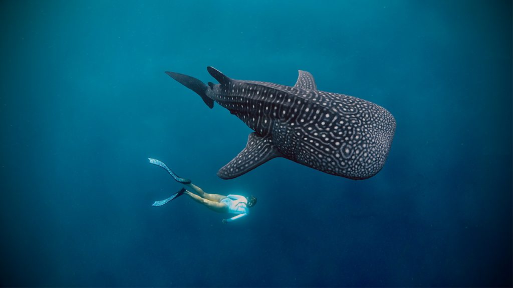 Whale Shark Season Sumbawa Advanced