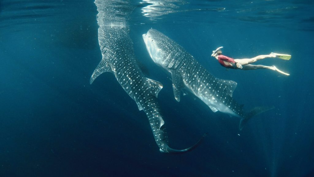 Whale Shark Season Sumbawa Advanced