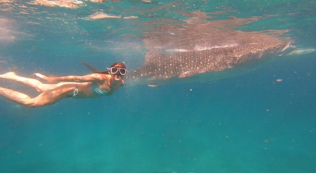 Whale Shark Snorkeling Deep Water