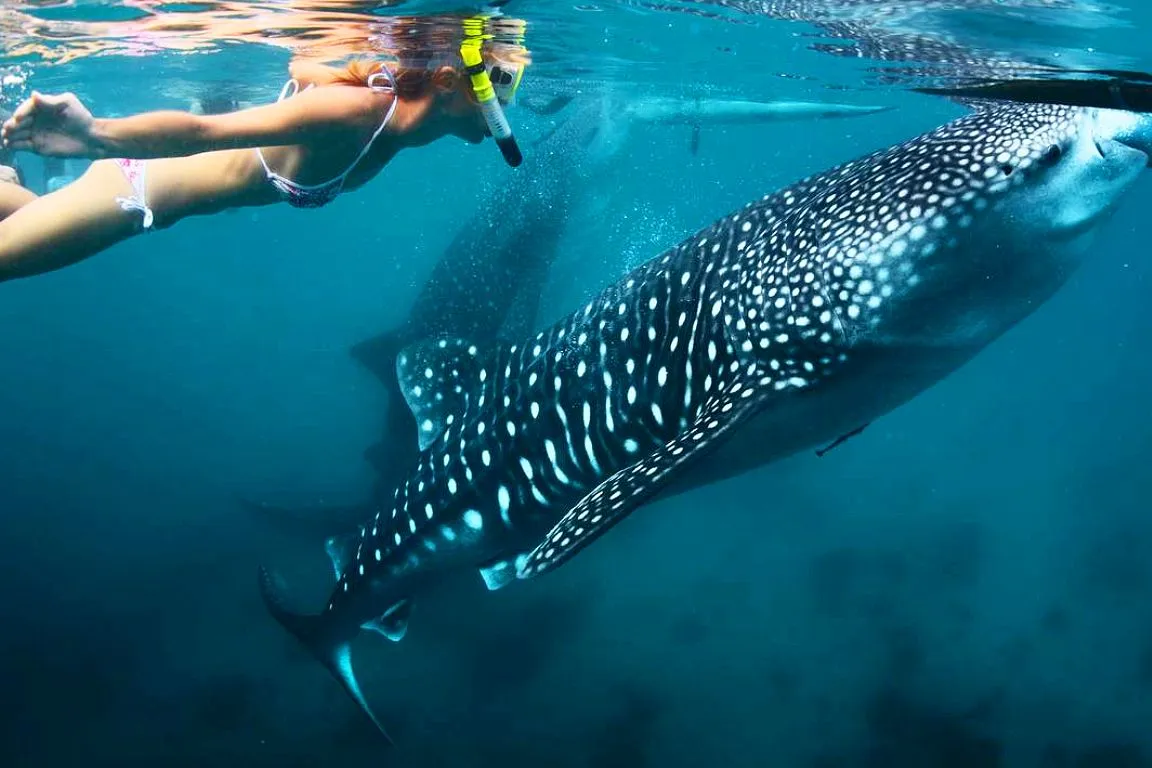 Whale Shark Snorkeling Deep Water