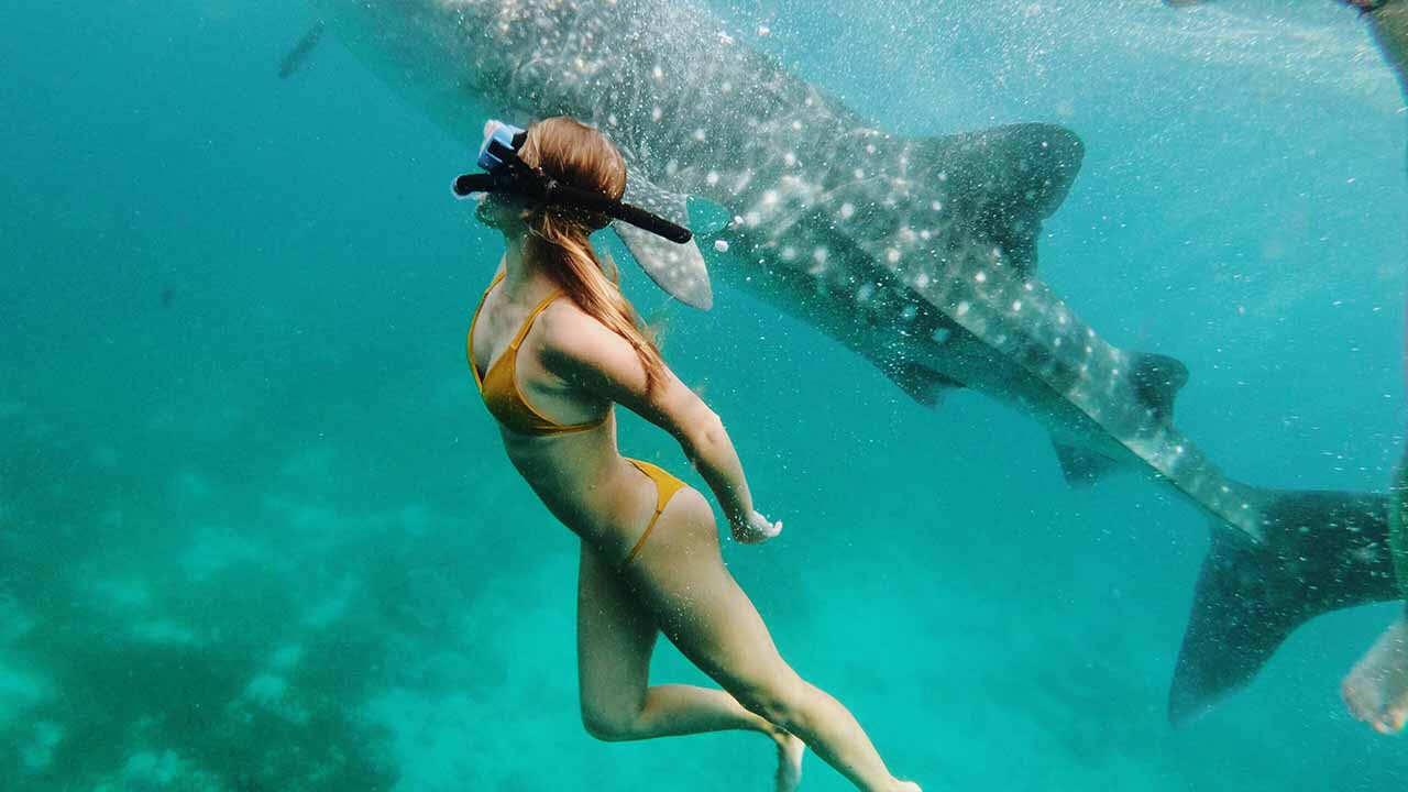 Whale Shark Snorkeling Indonesia Best Time for