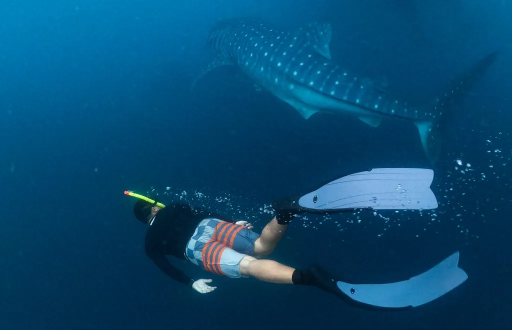nature tour diving with whale sharks