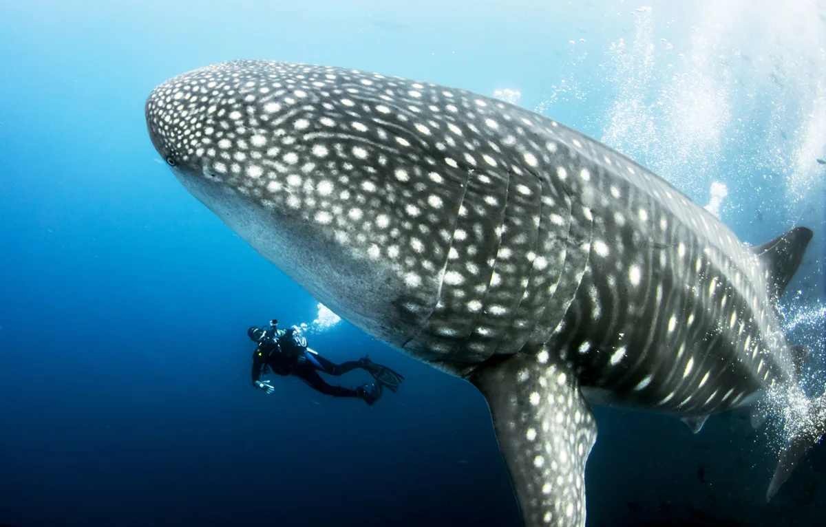 nature tour where to dive with whale sharks