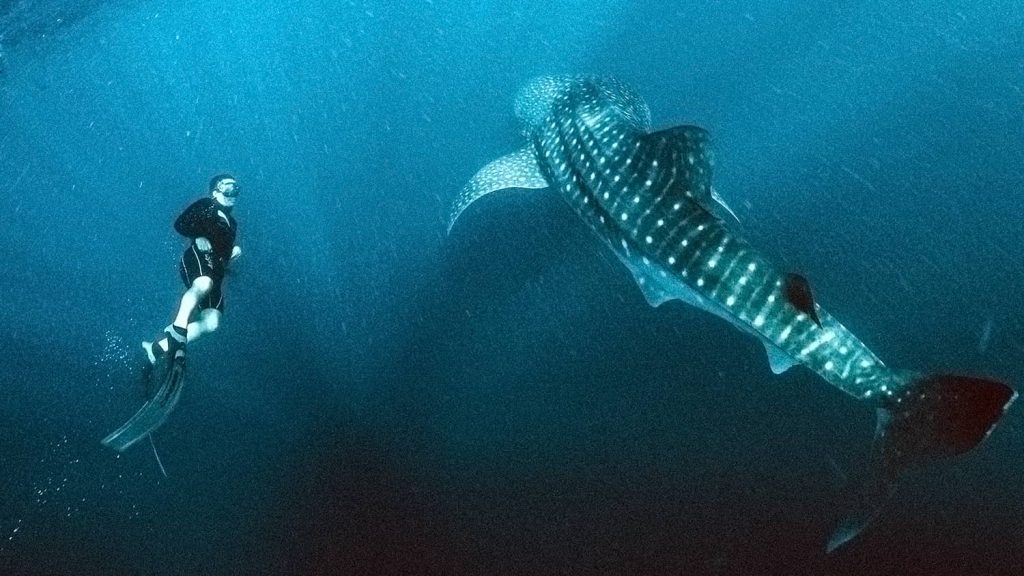 shallow water Sumbawa whale shark snorkeling