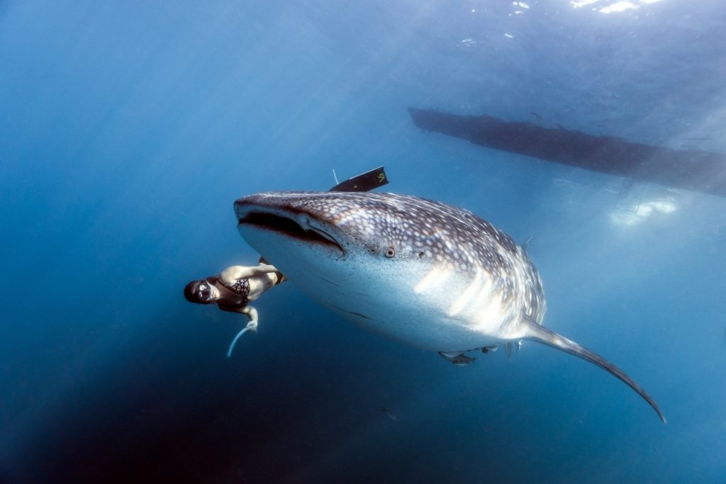 shallow water Sumbawa whale shark snorkeling