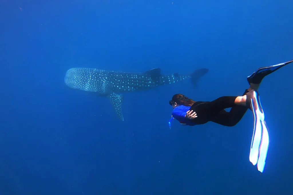 snorkeling in Saleh Bay scuba tour