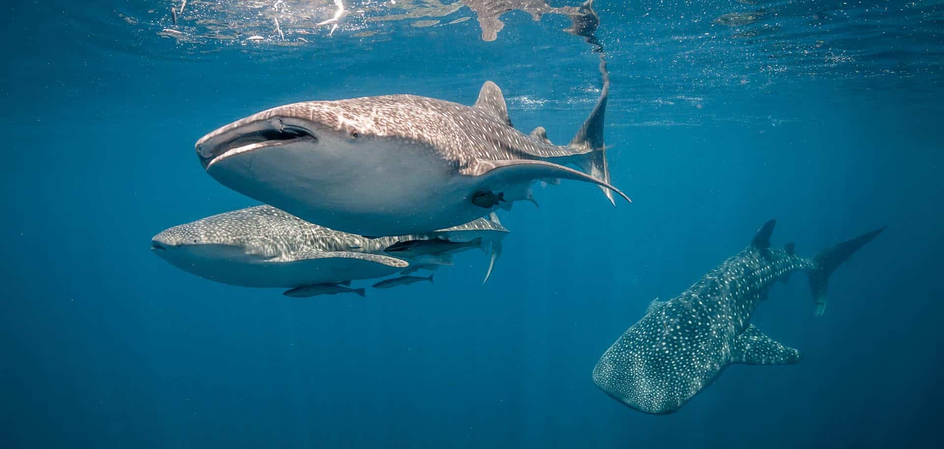 swimming with whale sharks in Indonesia conservation