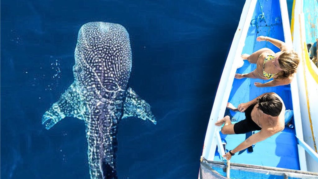 whale shark adventure nature tour