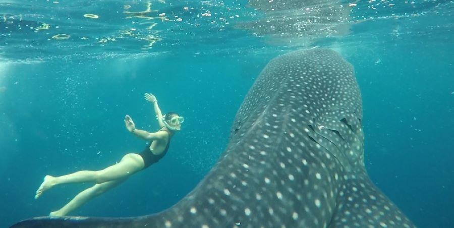 best place to swim with whale sharks best time for