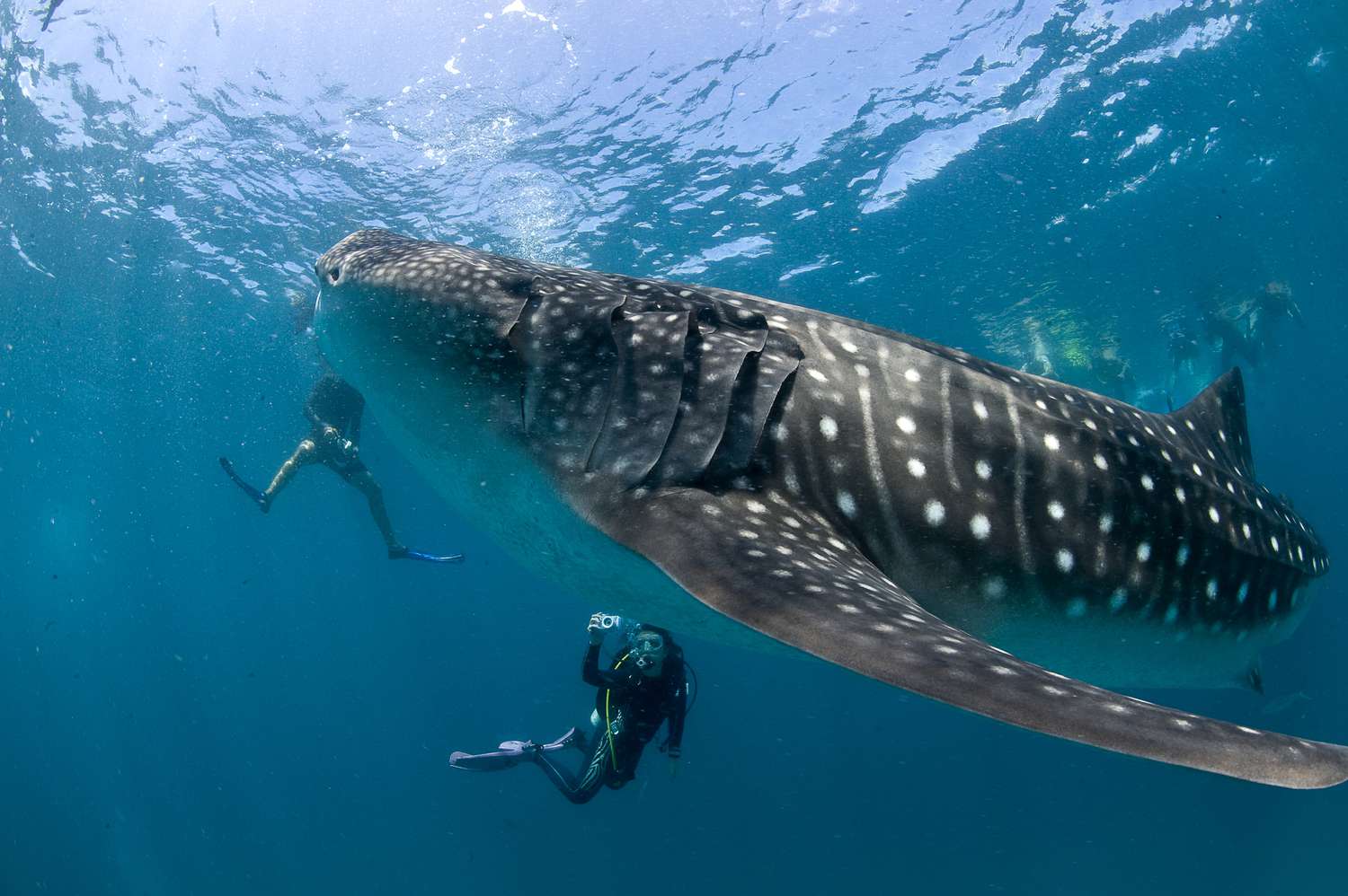 best place to swim with whale sharks best time for