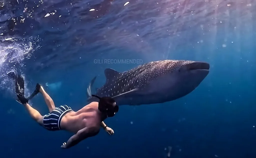 boat trip diving with whale sharks