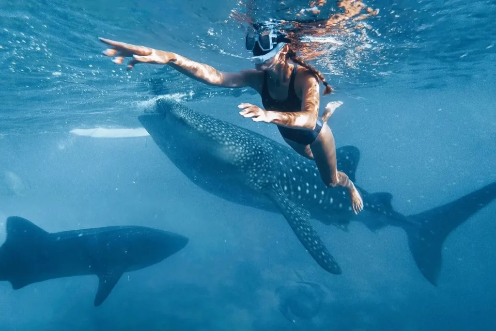 boat trip swimming with whale sharks