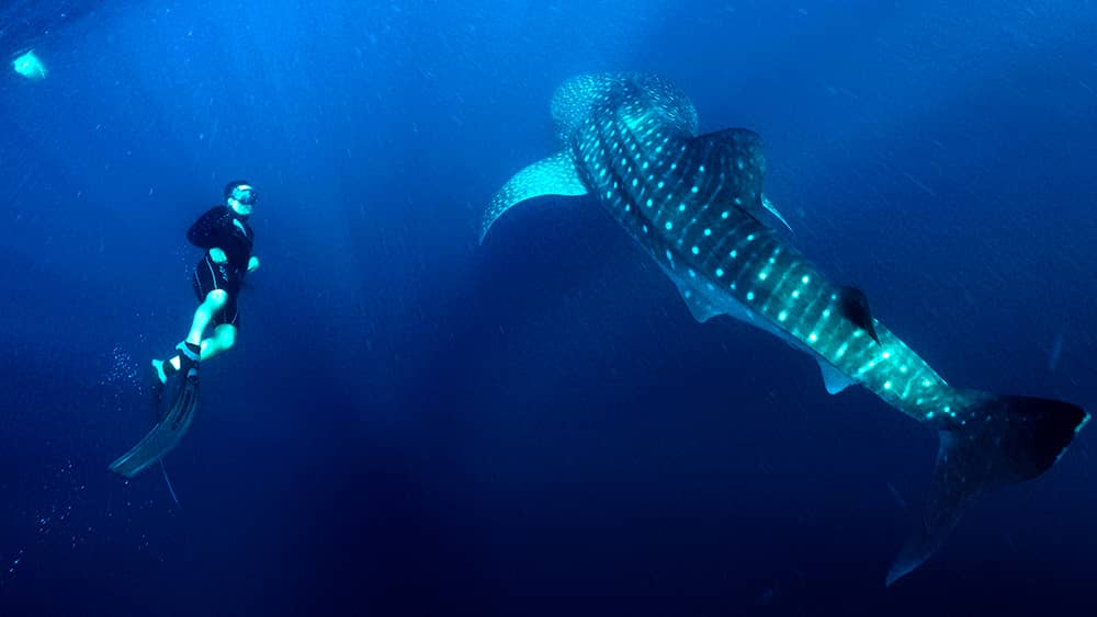 diving in Saleh Bay eco-friendly