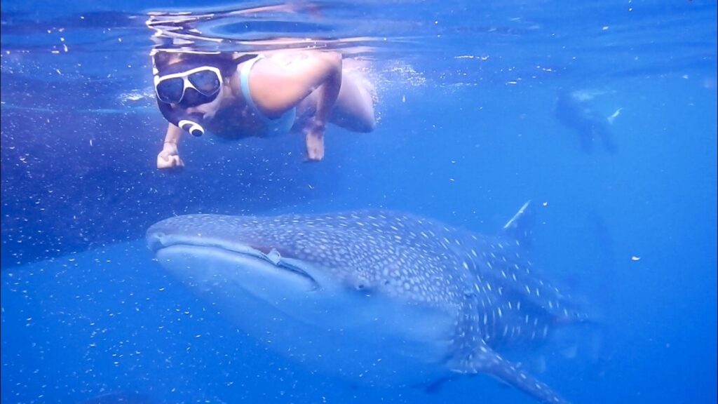 family friendly Saleh Bay whale shark