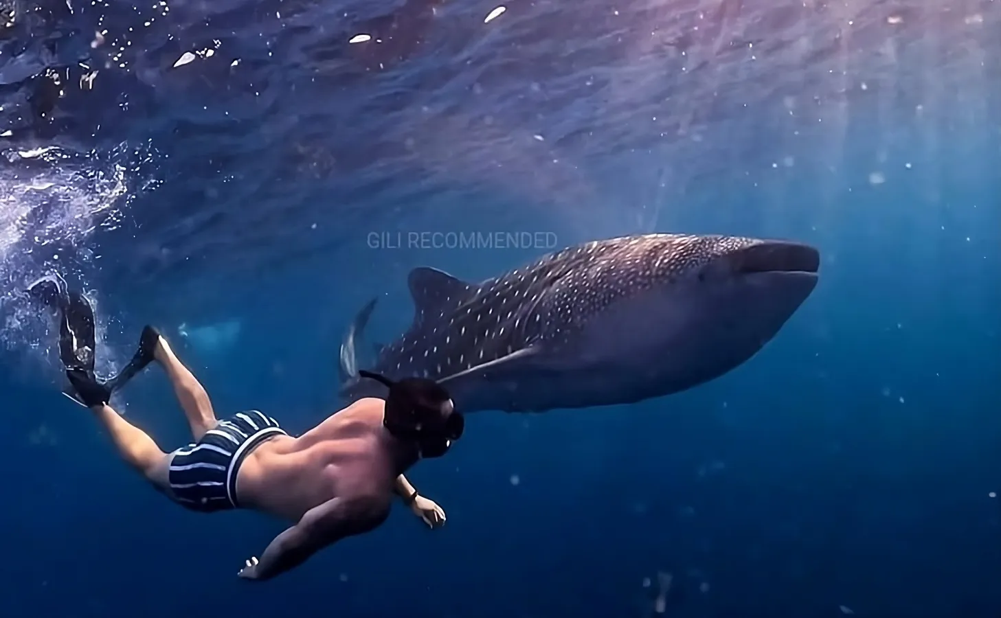 multi day swimming with whale sharks