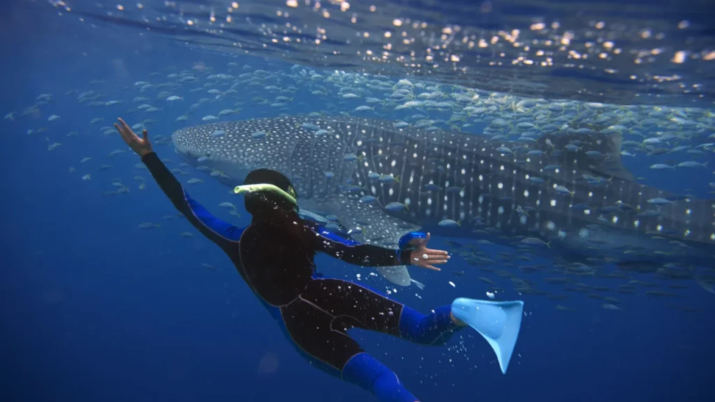 multi day whale shark snorkeling Indonesia