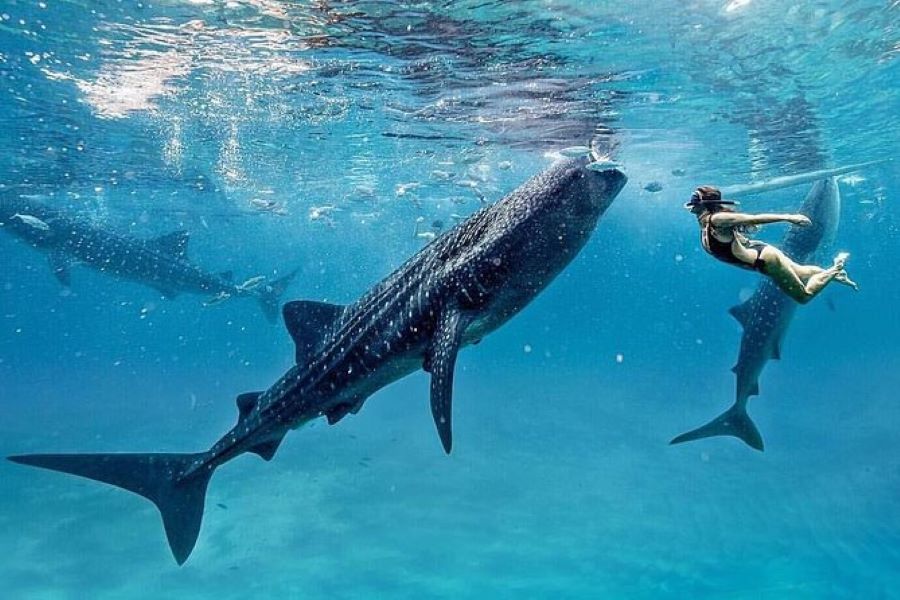 multi day whale shark snorkeling Indonesia