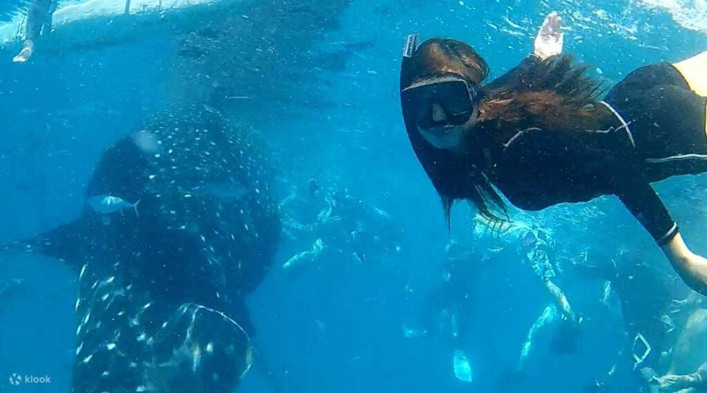 multi day whale shark snorkeling Indonesia