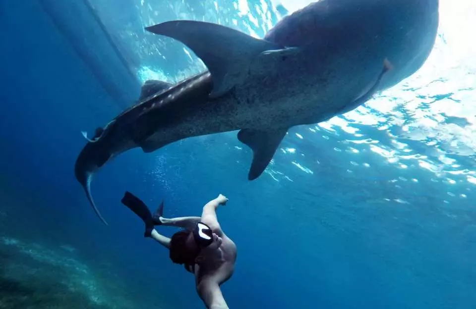multi day whale shark snorkeling Indonesia