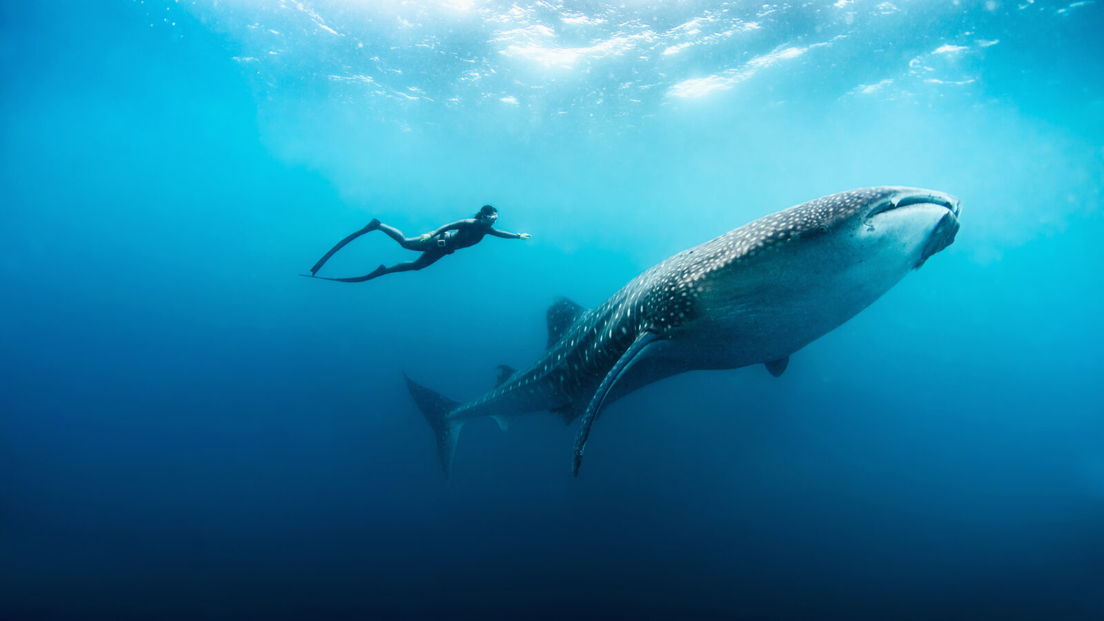 multi day whale shark snorkeling Indonesia